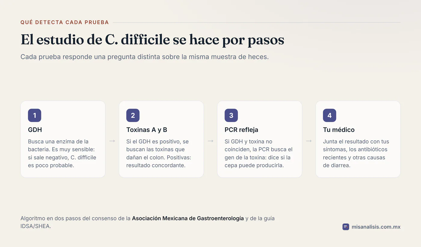 Diagrama de cuatro pasos del estudio de C. difficile: tamizaje con GDH, búsqueda de toxinas A y B, PCR refleja cuando los dos primeros no coinciden y valoración del médico con los síntomas.