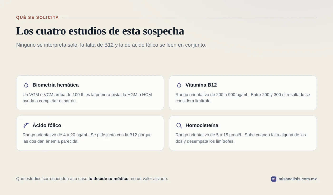 Cuatro estudios que se solicitan ante la sospecha de falta de vitamina B12 o de ácido fólico: biometría hemática con VGM o VCM alto, vitamina B12, ácido fólico y homocisteína.